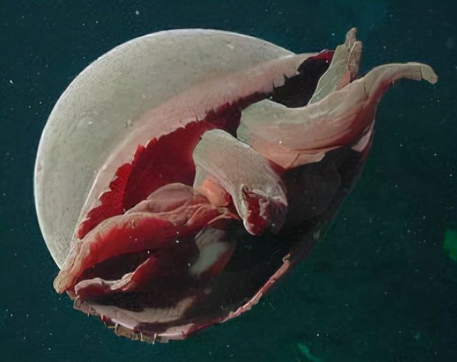 虎海龙_虎海防_海虎1