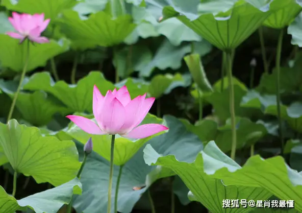 菲欧娜_菲欧娜乔伊霍金斯_菲欧娜公主