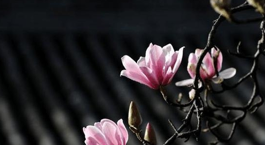 灯露椎_灯露椎_灯露椎
