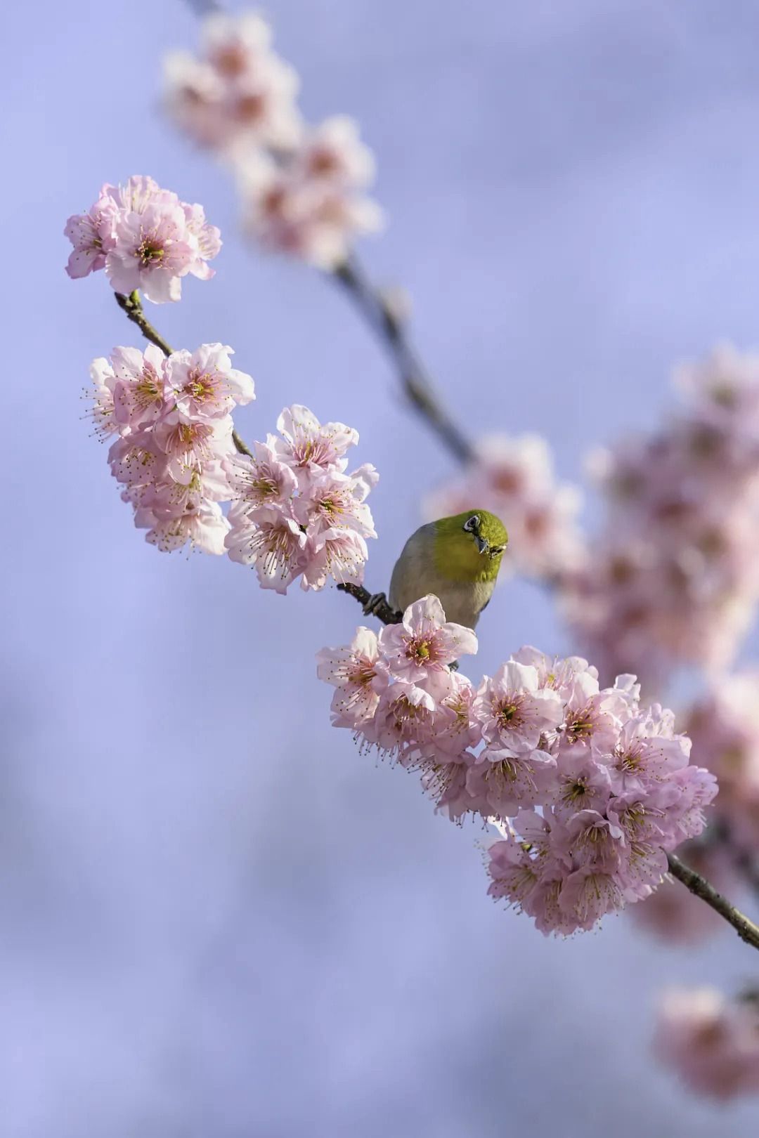春吃芽_春吃芽夏吃叶秋吃果冬吃根_吃春