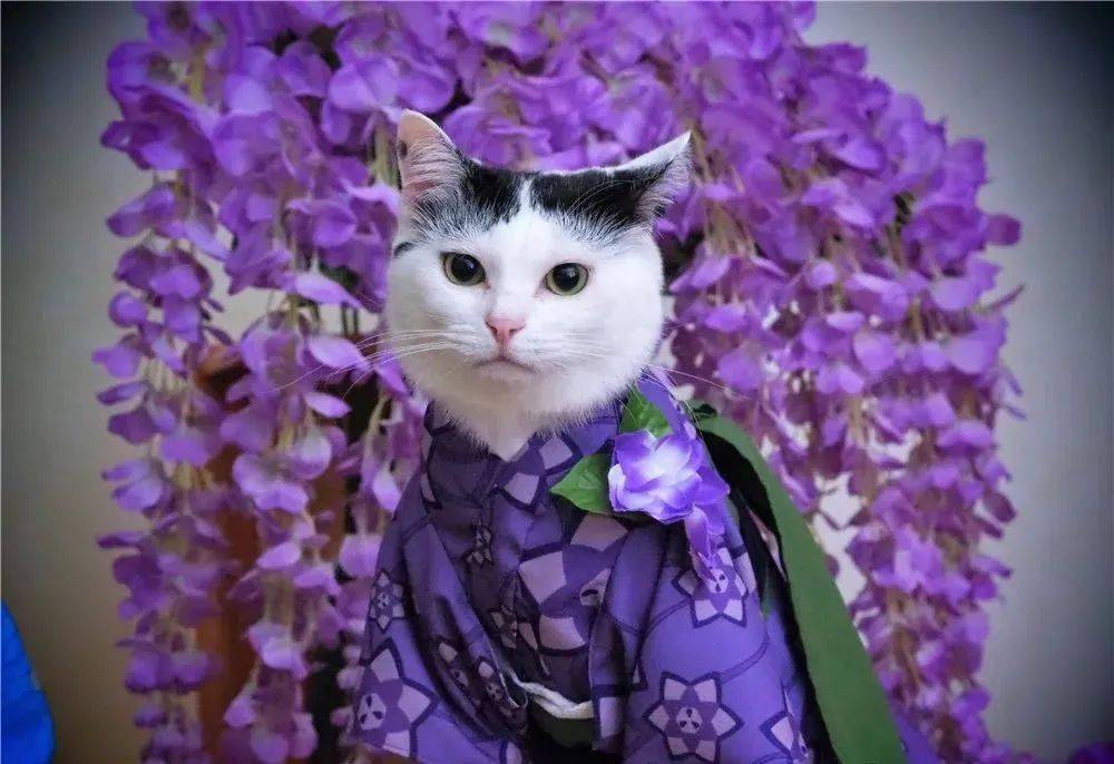 借物小人阿莉埃蒂里的猫_借物小人阿莉埃蒂_小人蒂克