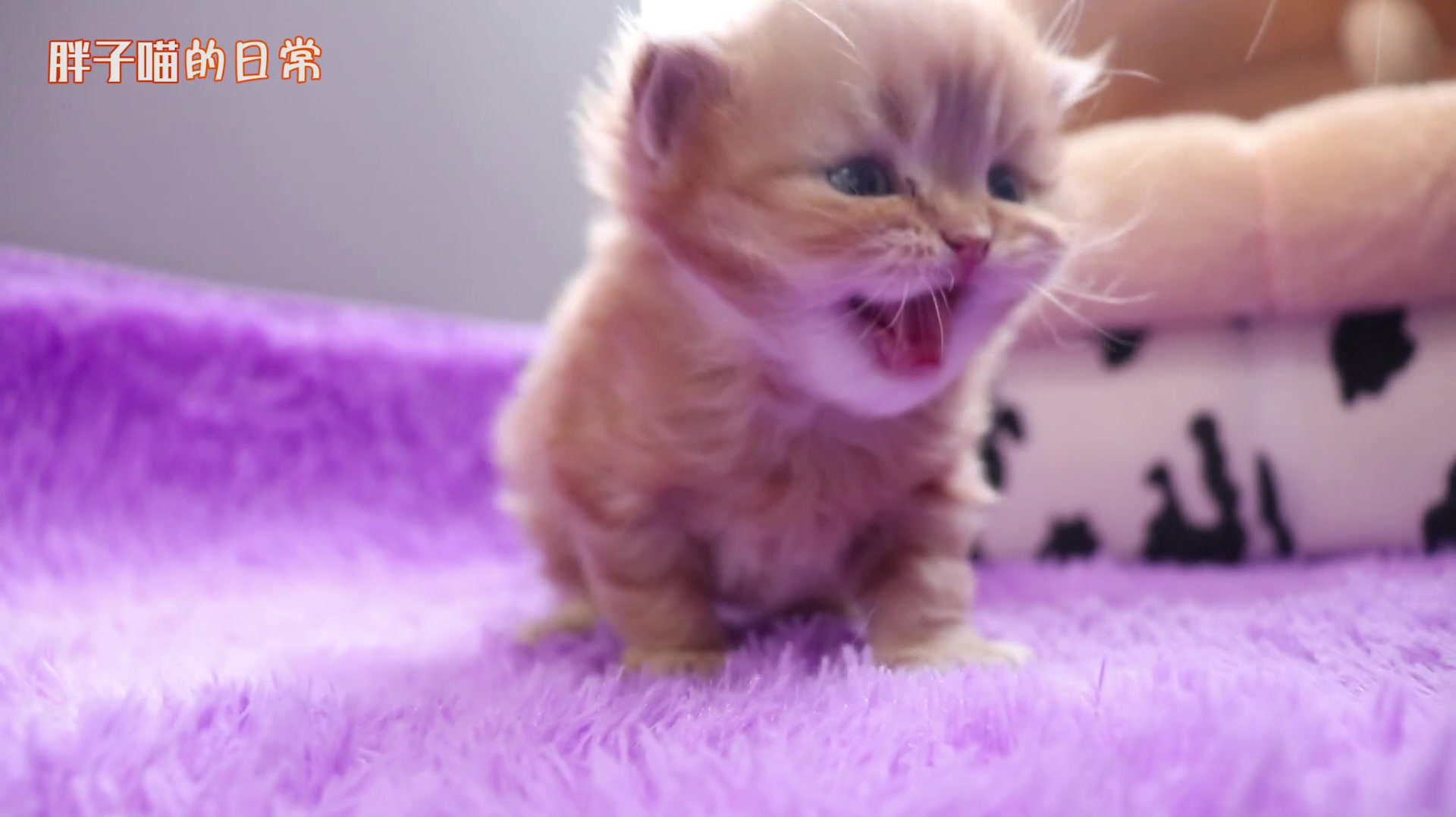 猫咪牌的玩法_猫牌游戏规则_猫咪牌手机游戏