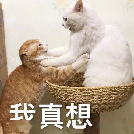 你相信引力吗_引力啥意思_引力使我们相遇