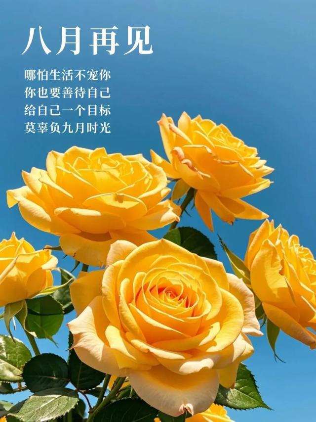 一芽一叶一芽两叶区别_理芽_芽理日语怎么读