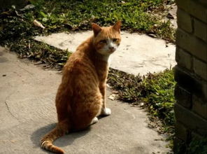 流浪猫的故事安卓版 