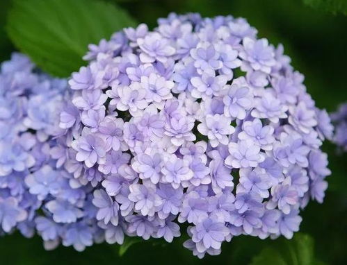 绣球花锦盒 