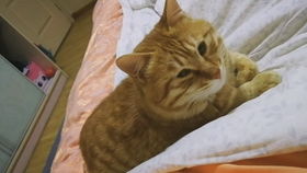 呆呆猫