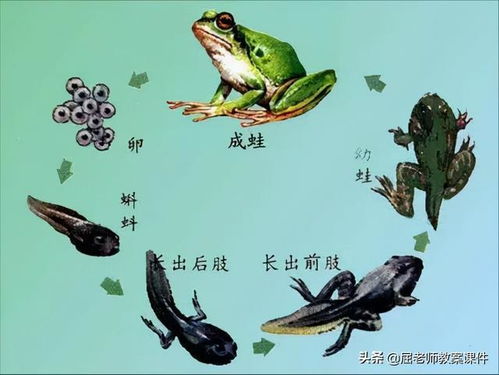 快狐视频 ***  