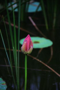 莲花说