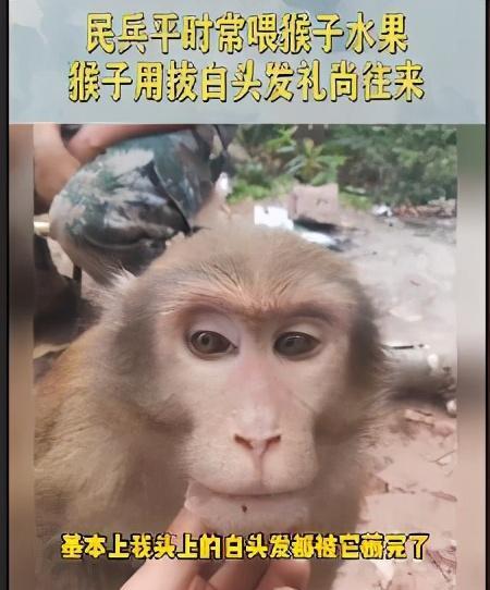 不要喂猴子中文版下载 