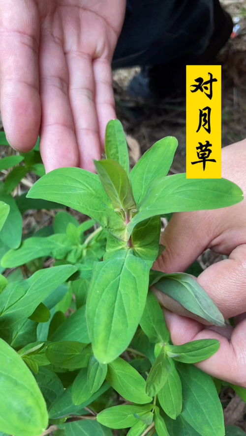 月亮播放器官网版下载 