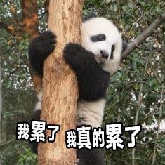 大熊猫竞技场 