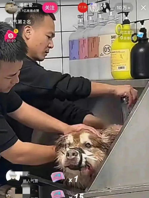 酷狗直播手机版下载 