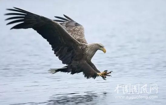 雄鹰自由中队 