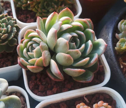 闪亮新星成长记 