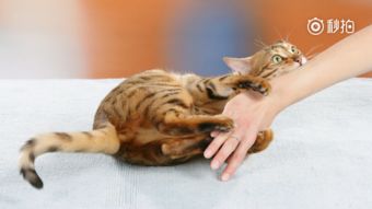猫咪视频