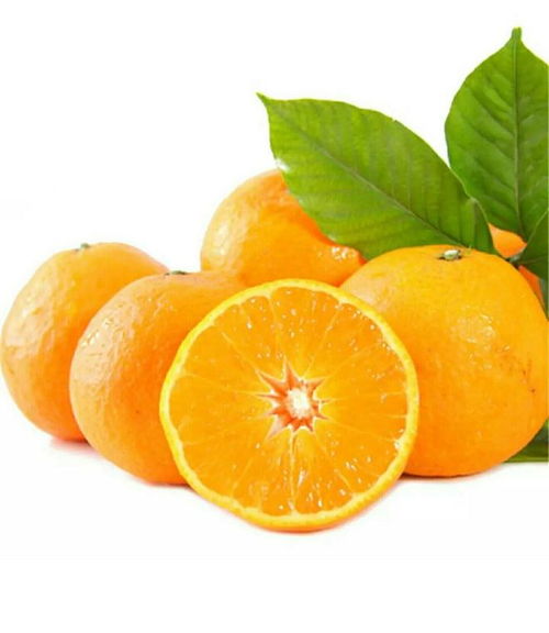 橘子小说免费阅读